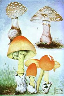 Studies of American Fungi. Mushrooms, Edible, Poisonous, etc. by George Francis Atkinson