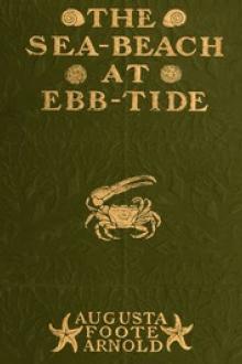 The Sea-beach at Ebb-tide by Augusta Foote Arnold