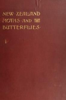 New Zealand Moths and Butterflies by George Vernon Hudson
