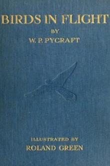 Birds in Flight by William Plane Pycraft