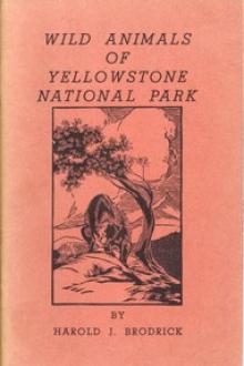 Wild Animals of Yellowstone National Park by Harold J. Brodrick