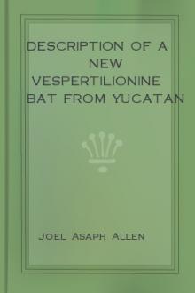 Description of a New Vespertilionine Bat from Yucatan by Joel Asaph Allen