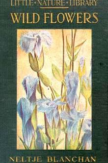 Wild Flowers / Nature's Garden by Anne Brontë