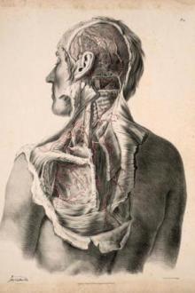 Surgical Anatomy by Joseph Maclise